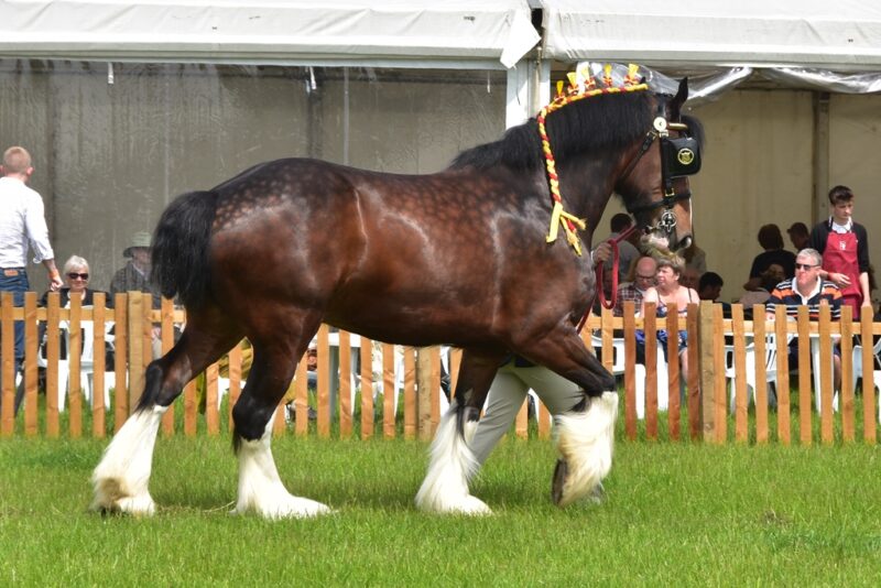 Heavy Horse 2024 The Honley Show